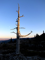 The last rays of the sun hit the top of this dead tree just before I dropped into the trees.