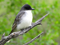 Eastern Kingbird's are a fearless bird that sit on an open perch waiting to fly out and catch insects right out of the air.