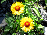 These Brown-eyed Susans were some of the showier flowers I encountered while I was biking to the base of the mountain.