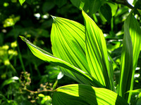 I really like the way the light shines through the large leaves of the False Hellebore plants in this area.