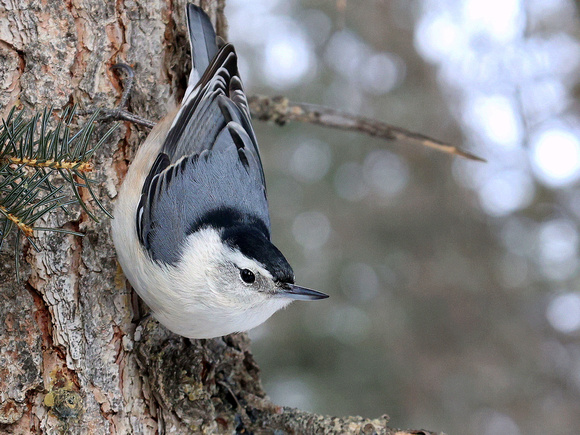 White-breasted Nuthatches are another great species of bird that can be seen readily in winter in Calgary. They can often be seen walking upside down on the trunks of trees.