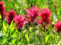 Indian Paintbrush also made for a pleasant journey and are one of my favorite alpine plants.