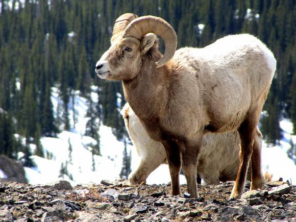 Rocky Mountain Bighorn Sheep look very majestic in the winter when they have a thick coat of  fur. This Ram has one of the most impressive set of horns I've ever seen.