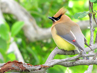This Cedar Waxwing shows the aspect of its plumage from which it received its name. I always thought that the blending of their colors makes them look "airbrushed."