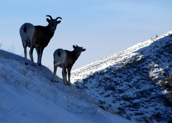 This ewe and lamb Bighorn Sheep had a quick glance back at me before taking off down the ridge.