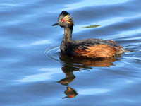 During breeding season Eared Grebes have the most vividly red eyes of any species of waterfowl I can think of. They also have a fascinating courtship display on top of the water.