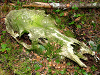 Finding this moss-covered Moose skull was definitely one of the highlights of the day.