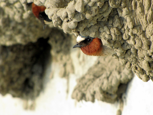 Cliff Swallows have always fascinated me with their mud nests and crazy aerial manoevers. This female pokes her head out of the opening of  one of the nests.