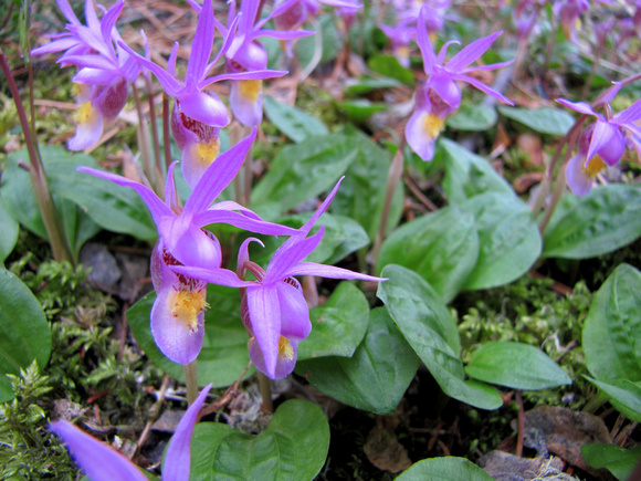 I have never seen so many Calypso Orchids as we saw around Johnson Lake. These flowers can be easily overlooked even though they are so beautiful as they are tiny.