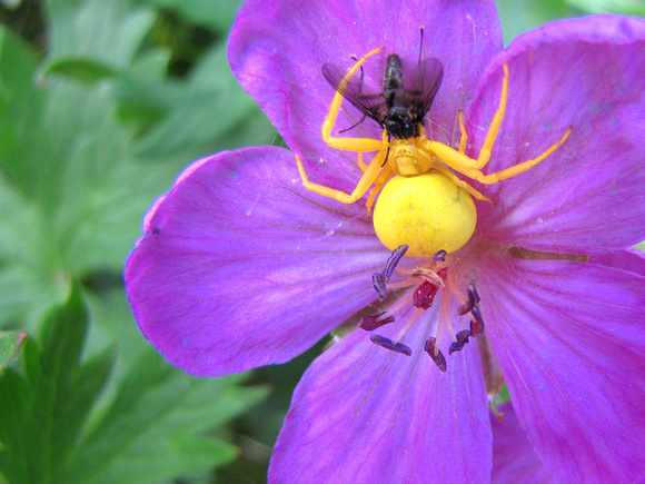 On the way out I was lucky enough to spot this Goldenrod Spider with fresh prey with a Sticky Purple Geranium as a stage!