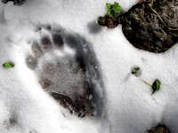 This back footprint of a Black Bear looked pretty fresh, but I never did run into the owner luckily!
