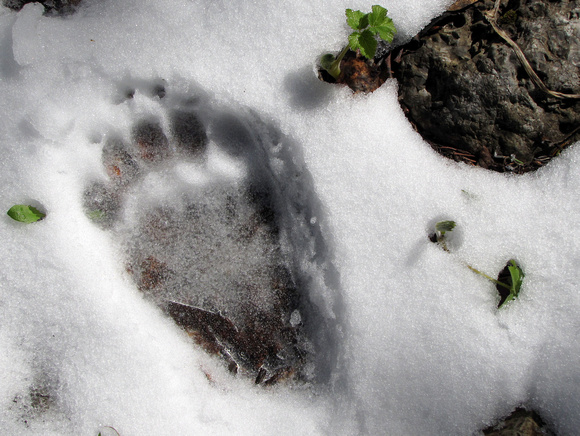 This back footprint of a Black Bear looked pretty fresh, but I never did run into the owner luckily!