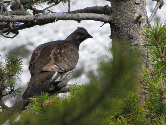 I am pretty sure this is a male Blue Grouse. Years ago I was lucky to see one of these guys displaying for a female by fanning his tail and inflating his bizarre air sacs on both sides of his neck.