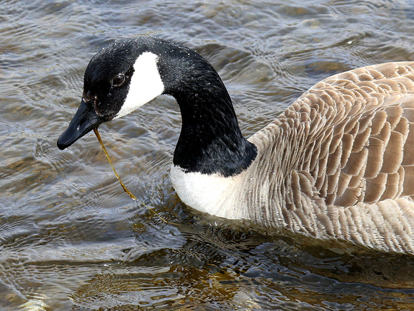 Canada Geese are extremely common and quite aggressive, but I still enjoy seeing them.