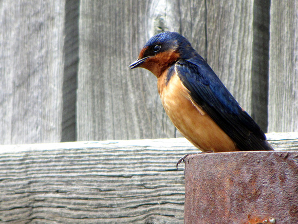 Barn Swallows really caught my attention as a child not only because of their beauty, but also because I kept seeing their little mud cup nests in strange places like above front doors of houses.
