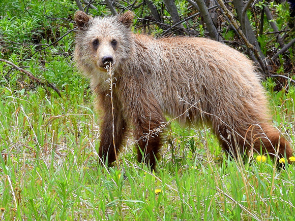 This Grizzly Bear cub was one of three that my family and I spotted on a drive through Highwood Pass.