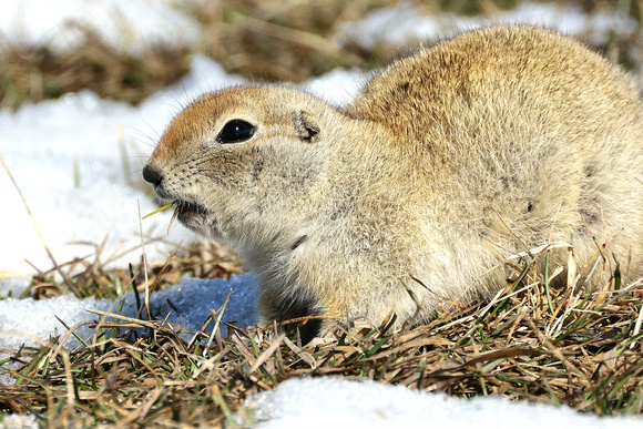 Richardson's Ground Squirrels (aka "Gophers") are shot and poisoned more than any other animal I know despite their cuteness. The huge networks of holes they dig is what gets them the bad wrap.