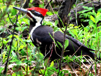 Pileated Woodpeckers are more often heard than seen, so I felt very privelaged to see this one so close. It was eating carpenter ants out of dead trees on the forest floor.