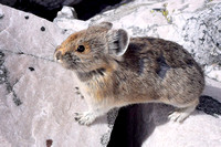 Pikas are the cutest of all the alpine creatures in the Rockies. Their "EEP!" warning call can be heard for quite a distance.
