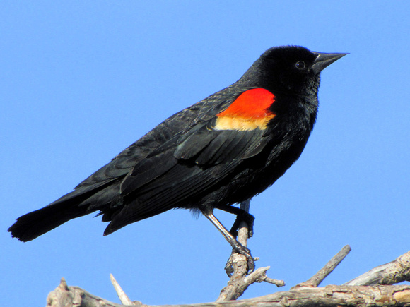 Red-winged Blackbirds can control how much of their beautiful red and yellow wing patches are visible depending on if they are displaying or not. Their call is one of my favorite marsh sounds.