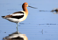American Avocets are extremely elegant shorebirds and a personal favorite of mine. I am pretty sure that this one is a male because of the less pronounced curve in the bill.