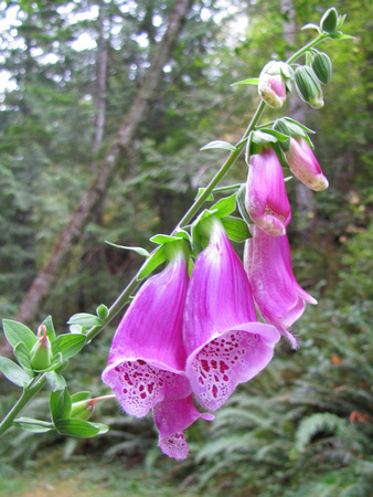 Common Foxglove is a gorgeous flower found on the West coat of British Columbia.