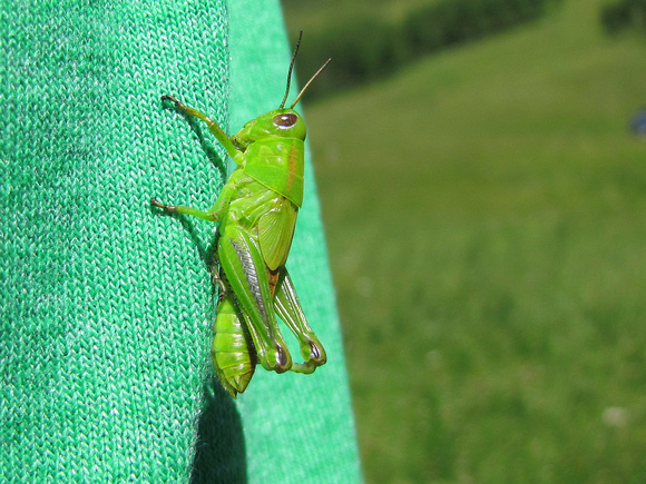 Sharon took this photo of what I believe is a Green Grasshopper in the nymph form. Note that the wings are not fully developed yet.