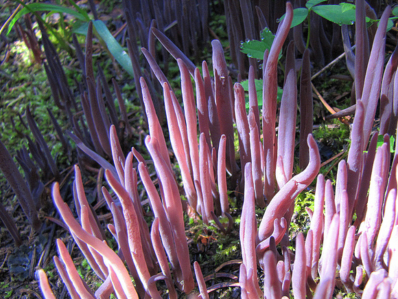 Purple Club Coral is a bizarre fungus that lives on the forest floors of the mountains.
