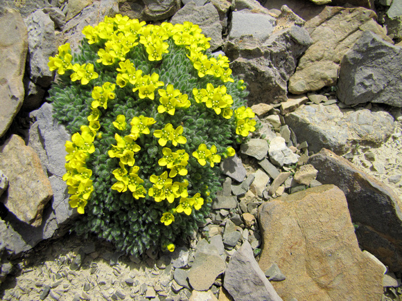 Yellow Draba is another plant that lives high on the scree fields of the Rockies.