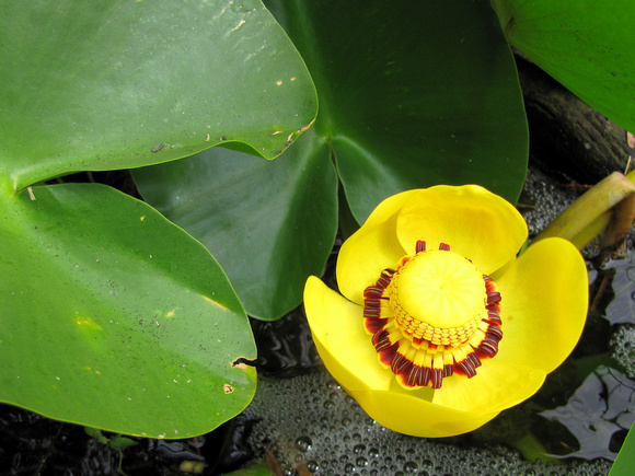 Yellow Pond Lilies almost look plastic, but they are still a fantastic flower. This one was in Black Lake on West Redonda Island.