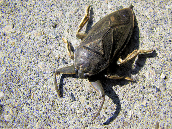 Giant Water Bugs are one of the largest insects in Alberta at 5 cm in length. They have one of the most painful bites as well.