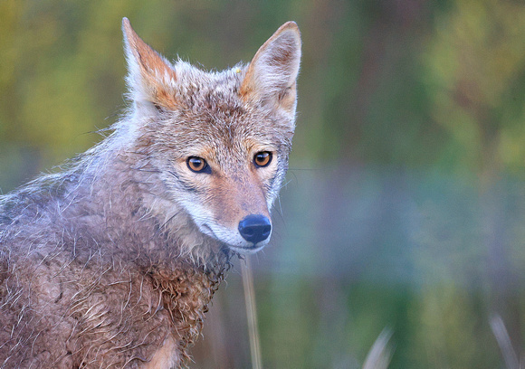 Coyotes are seen as a pest, but I think they are a stunning creature.