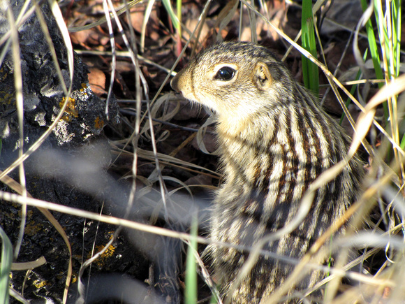 Thirteen-lined Ground Squirrels are shy and elusive, but I manage to see at least one a year on the west side of Calgary.
