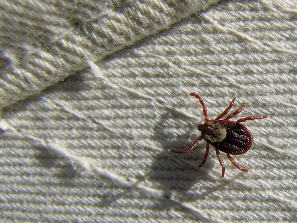 Rocky Mountain Wood Ticks are one of the creepiest creatures you have to deal with while hiking in the mountains. Their bite can cause spotted fever or tick paralysis.