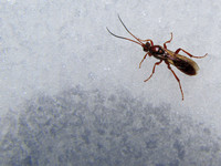 I believe this is a type of Braconid Wasp. I found it strange that it was on the snow.