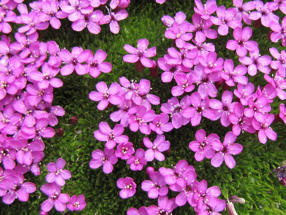 Moss Campion is a delicate, but beautiful alpine flower.
