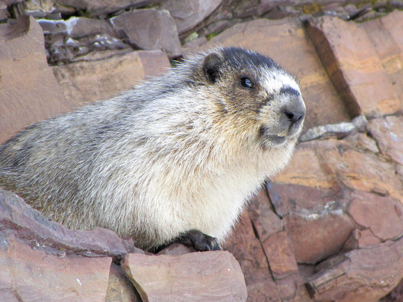 Hoary Marmots are a large rodent usually found in alpine meadows and high cirques.