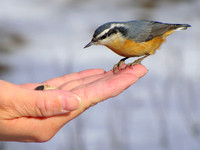 This female Red-breasted Nuthatch carefully decides which seed is the best. Hand-feeding birds in Calgary's Weaselhead Natural area is an amazing winter activity.