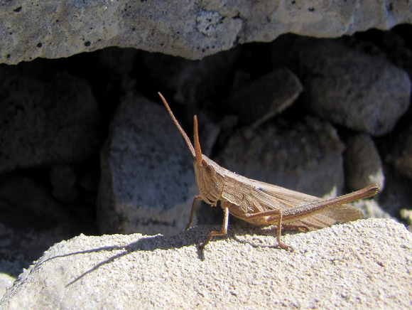 This strange guy was at the summit of Windsor. I believe it is a Short-winged Toothpick Grasshopper.