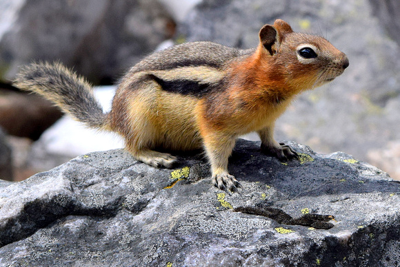Golden-mantled Ground Squirrels are frequently misidentified as a Chipmunks due to their stripes.