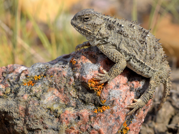 This adult Mountain Short-horned Lizard was incredible to see as they are the only lizard species in Alberta. This one was located in the badlands south of Medicine Hat.