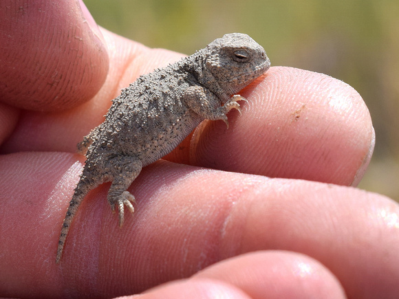 If it wasn't moving, I would not have spotted this tiny Short-horned Lizard offspring (neonate). It was only about 2.5 cm long and my family and I felt this was a very special creature to encounter.