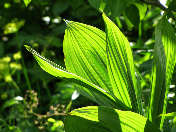 I really like the way the light shines through the large leaves of the False Hellebore plants in this area.
