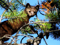 Pine Martens are one of the larger members of the weasel family and quite inquisitive. They look really slender in the summer compared to when they have their winter coat. This one was near Banff.