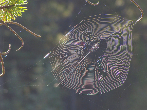 Most of my bushwhacking trips involve going through hundreds of spiderwebs, which can be nasty when they break across your face. Once in awhile though they do become a thing of beauty.