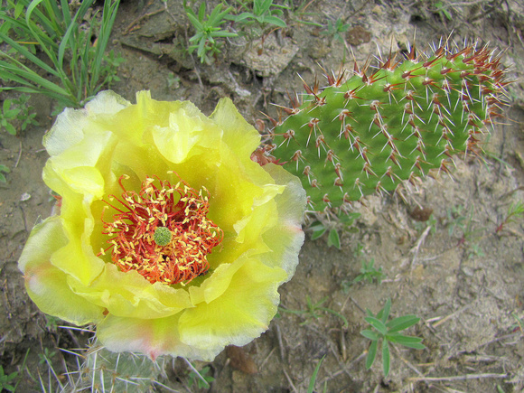 Prickly Pear Cactus have a beautiful bloom for only a short period in June every year. This one is in Dinosaur Provincial Park.
