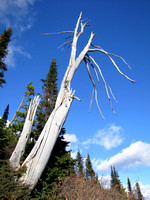 The Castle Wilderness has no shortage of interesting dead trees to photograph.