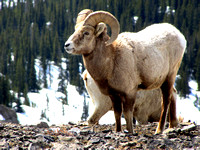 Rocky Mountain Bighorn Sheep look very majestic in the winter when they have a thick coat of  fur. This Ram has one of the most impressive set of horns I've ever seen.