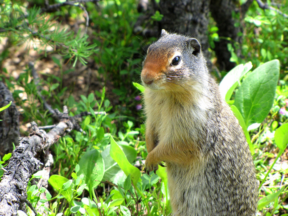 Columbian Ground Squirrels replace Richardsons as you head west into the foothills and Rocky Mountains.