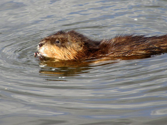 Common Muskrat are aquatic rodents that are similar in appearance to a small beaver, except their tail is rope-like instead of flat.